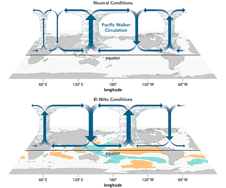 Walker Circulation